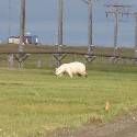 Polar bear in a field.